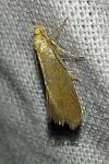 Crassa tinctella