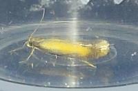 Coptotriche marginea