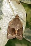 Clepsis dumicolana
