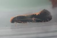 Monopis obviella