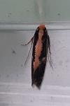 Monopis obviella