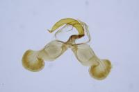 Dichrorampha sequana
