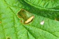 Coleophora serratella