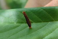 Coleophora serratella