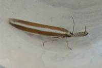 Pleurota aristella