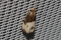 Notocelia cynosbatella