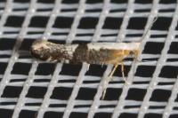 Argyresthia spinosella