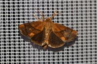 Apoda limacodes