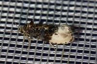 Hedya nubiferana