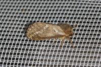 Korscheltellus lupulinus