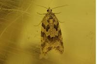 Cnephasia stephensiana