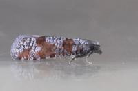Rhyacionia gr. maritimana