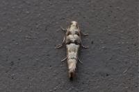 Pseudococcyx tessulatana