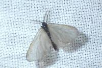 Rebelia plumella surientella