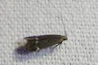 Iwaruna biguttella