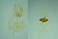 Agonopterix scopariella