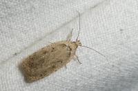 Agonopterix scopariella