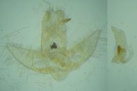 Agonopterix scopariella
