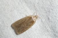 Agonopterix scopariella