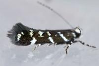Vulcaniella