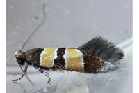 Goidanichiana jourdheuillella