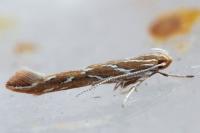 Pyroderces argyrogrammos