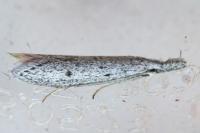 Pleurota gallicella
