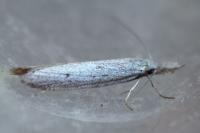 Pleurota gallicella