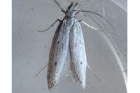 Pleurota gallicella
