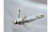 Palumbina guerinii