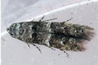 Sorhagenia