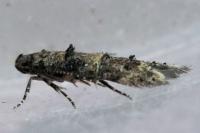 Sorhagenia