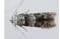 Sorhagenia