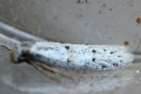 Symmocoides oxybiella