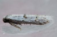 Symmocoides oxybiella