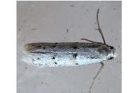 Symmocoides oxybiella