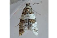 Isotrias rectifasciana