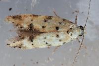 Pseudotelphusa occidentella