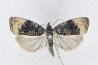 Hedya ochroleucana