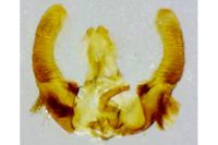 Hedya ochroleucana