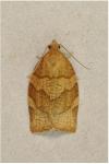 Pandemis cerasana