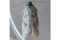 Cnephasia