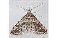 Alucita