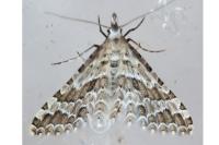Alucita