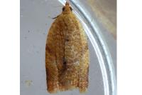 Clepsis consimilana