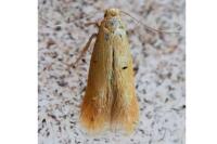 Tischeria