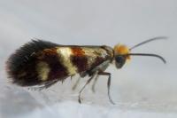 Micropterix aglaella
