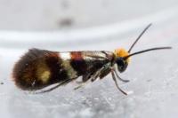 Micropterix aglaella