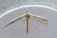 Hellinsia coniodactyla
