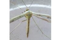 Hellinsia coniodactyla